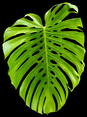 Feuille verte géante de philodendron sur fond noir © Unclesam