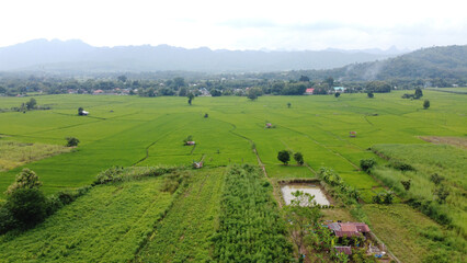 Fototapeta na wymiar Rice Terrace Aerial Shot. Image of beautiful terrace rice field in Chiang Mai Thailand . Top view landscape.