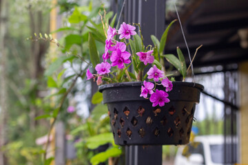 Purple orchid flower bloom with rain drops and hanging in black plastic pot on the balcony of the house.