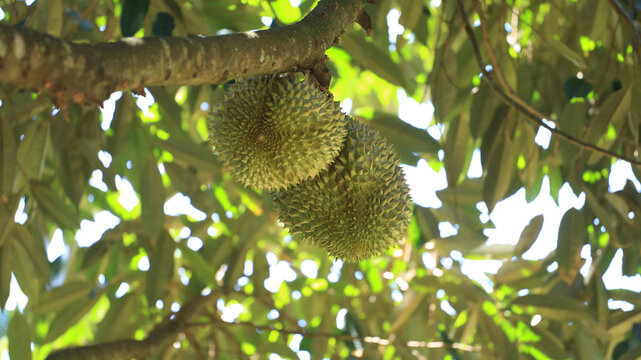 Fruit durian on the tree