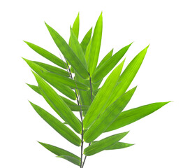 Green bamboo leaves on  transparent png