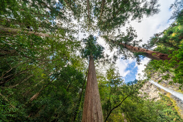 見上げた森林と那智の滝