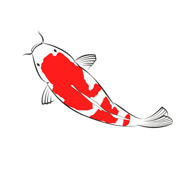 Carp top view sketch style drawing. Red and white Carp fish drawing style by top view.
