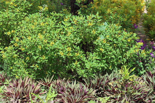 Galphimia gracilis, a species in the genus Galphimia of the family Malpighiaceae. Often under the common names gold shower or shower-of-gold, slender goldshower or sometimes thryallis.