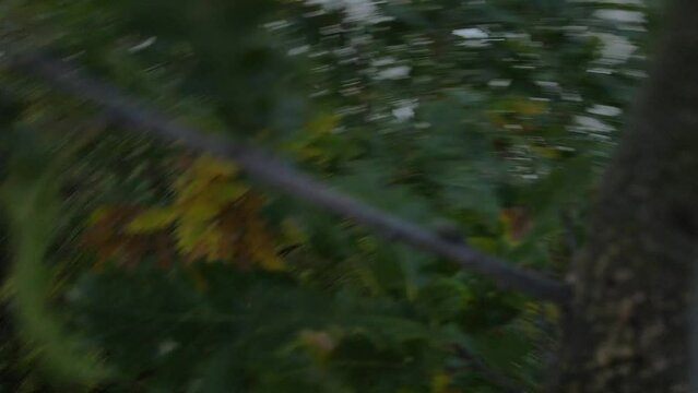Drone crush accident hitting the tree in nature during filming the road in mountain range getting trapped in the oak tree stuck in branches