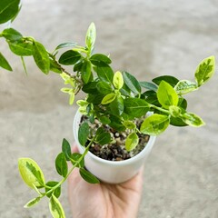 Potted plant in human hand, isolated background.