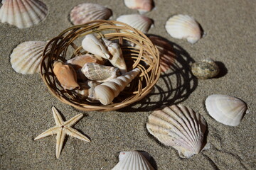 砂浜の貝殻とヒトデ