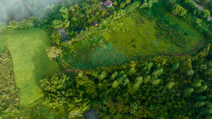 Mountains in fog at beautiful autumn in Phetchabun Thailand. Fog mountain valley, low clouds, forest, colorful sky with.  pine trees in spruce foggy forest with bright sunrise