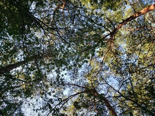Fototapeta premium leaves against sky