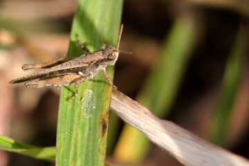 a small specimen of the grass hopper