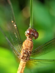 close up of a dragonfly