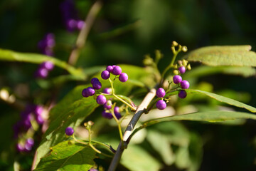 上野恩賜公園ぼたん苑の美しい牡丹