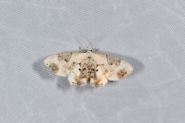 クロオビシロフタオ（北海道・鹿追町）
