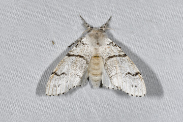 リンゴドクガの雌（北海道・層雲峡）
