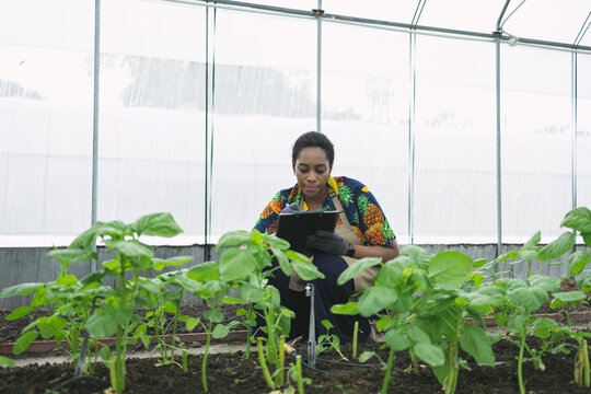 Female farmer in agricultural greenhouse. gardening vegetable farm