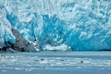 Wild Seal