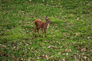 animales