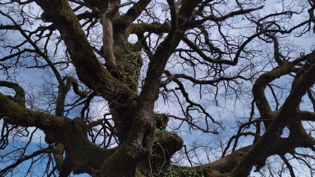 Bare tree - silhouette of branches, twigs, limbs and trunk of deciduous plant in winter. Dramatic, spooky and eerie old crown in a forest, isolated against blue sky. Dark, gloomy and scary concept.