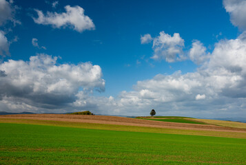 丘の上の小さな木を覆う大きな雲