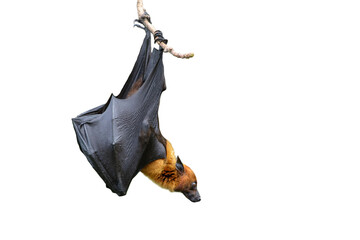 Bat hanging isolated on white background, Lyle's flying fox (PNG) - 538270514