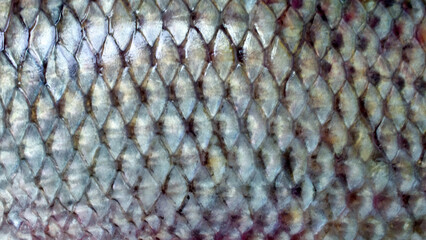 texture background texture tilapia scales close-up abstract