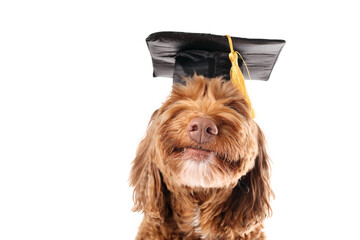 Happy dog with graduation hat and yellow tassel. Cute Labradoodle dog laughing or smiling. Pet...