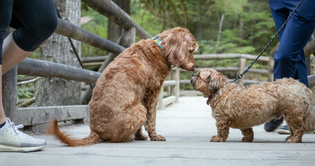 Cute dog to dog meeting in the park. Relaxed head-to-head socializing between two dogs of different...