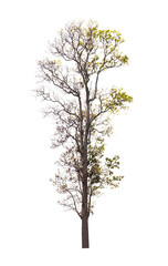 Isolated single tree greenery