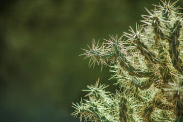 Jumping Cholla