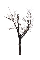 Fototapeta na wymiar Single old and dead tree isolated