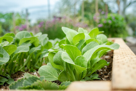 Bok choy in raised garden bed outside. Young Bok choy plants growing in rows with defocused garden background. Leafy vegetables also known as. Brassica rapa, pak choi or pok choi. Selective focus.