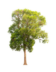 Fototapeta premium Isolated single tree greenery