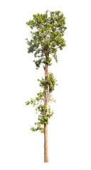 Isolated single tree greenery