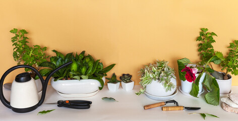 Popular home plants in pots: tradescantia, pelargonium, blooming gloxinia and sansevieria on table against yellow wall. Gardening tools and a watering can nearby. Growing flowers as hobby