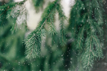 Blue Spruce Branch And Snow Flakes. Background Of Christmas Holidays. The concept of Christmas