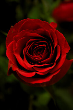 A close up image of a beautiful red rose - celebrating the incredible colors of nature