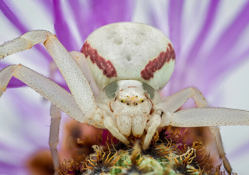 Macrophotography of a Goldenrod Crab Spider (Misumena Vatia). Extremely close up and details.