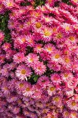 pink chrysanthemum flowers