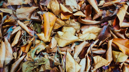 close up of dry leaves