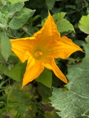 Beautiful natural decorative plant at home