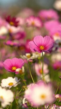 Cute pink cosmos flowers blooming and blowing in wind in autumn or fall, Flora or blossom background, Vertical video for smartphone footage