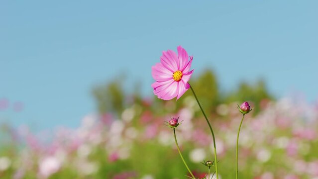 Cute pink cosmos flowers blooming and blowing in wind in autumn or fall, Flora or blossom background, Travel or outdoor in nature	