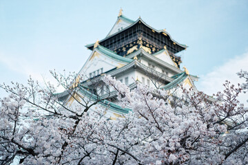 Osaka Castle Park in Cherry Blossom Season
