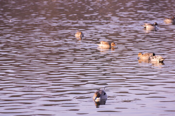 Ducks in the lake in Japan