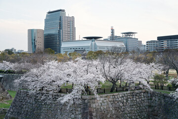 Osaka Castle Park in Cherry Blossom Season