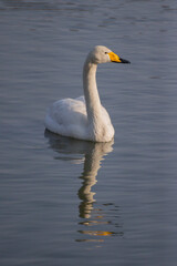 swan on the lake in Japan