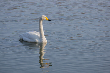 Fototapeta na wymiar swan on the lake in Japan
