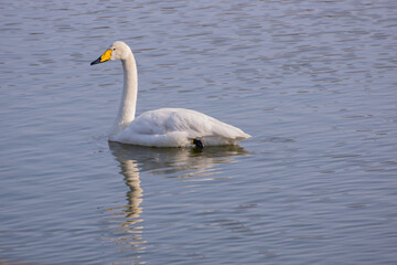 swan on the lake in Japan