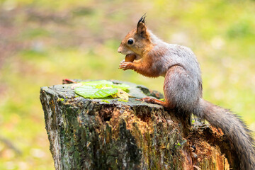 Forest wild squirrel in the autumn forest sits on a rotten stump gnawing an oak acorn.
