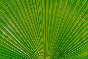 palm leaf background,Nature of green leaf in garden,Natural green leaves plants using as spring background or greenery wallpaper
